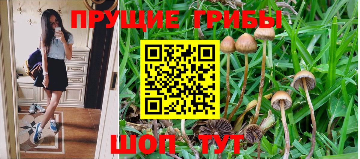 Саратов  где найти   Вход с VPN  Галлюциногенные грибы GOLDEN TEACHER  Галлюциногенные грибы прущие грибы 